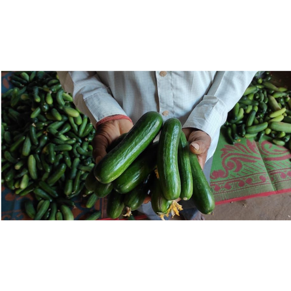 F1 Cucumber Seeds ROYAL-33 F1 Cucumber Seeds ROYAL-33-p
