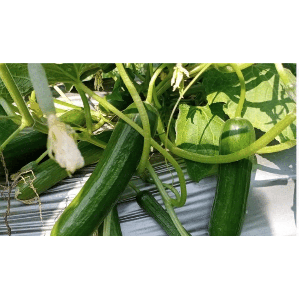 F1 Cucumber Seeds ROYAL-33-p F1 Cucumber Seeds ROYAL-33-p
