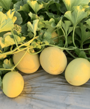 F1 Muskmelon Seeds ASIATIC-701-plant F1 Muskmelon Seeds ASIATIC-701