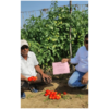 F1 Tomato Seeds RED GOLD 11+