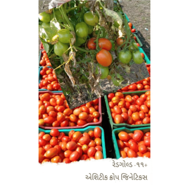 F1 Tomato Seeds RED GOLD 11+