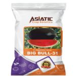 F1 Watermelon seeds BIG BULL -31 F1 Watermelon seeds BIG BULL -31