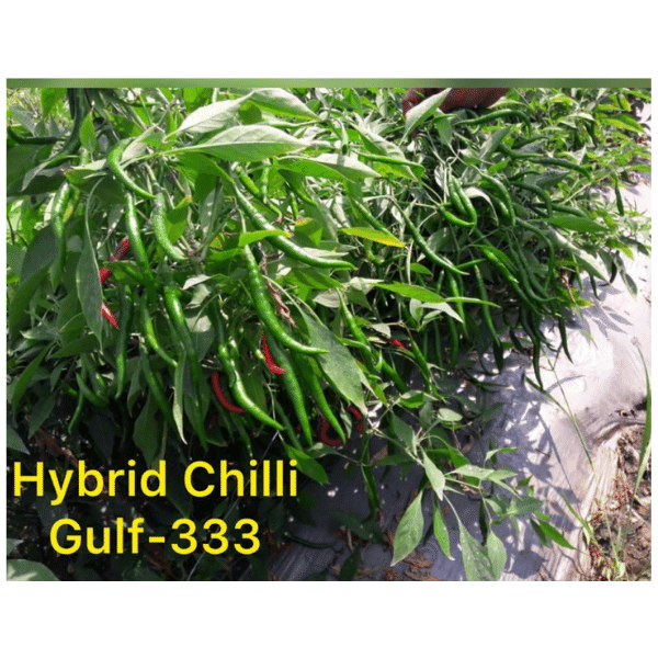 F1 Chili Seeds GULF-333 F1 Chili Seeds GULF-333