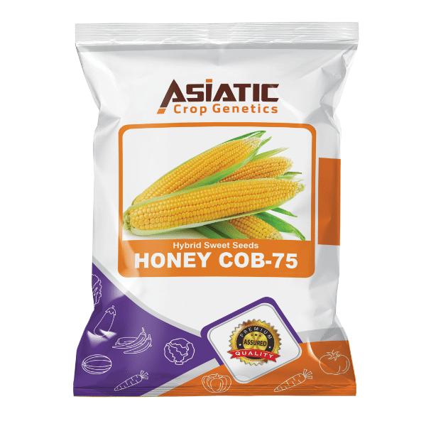 Hybrid Sweet Seeds HONEY COB-75